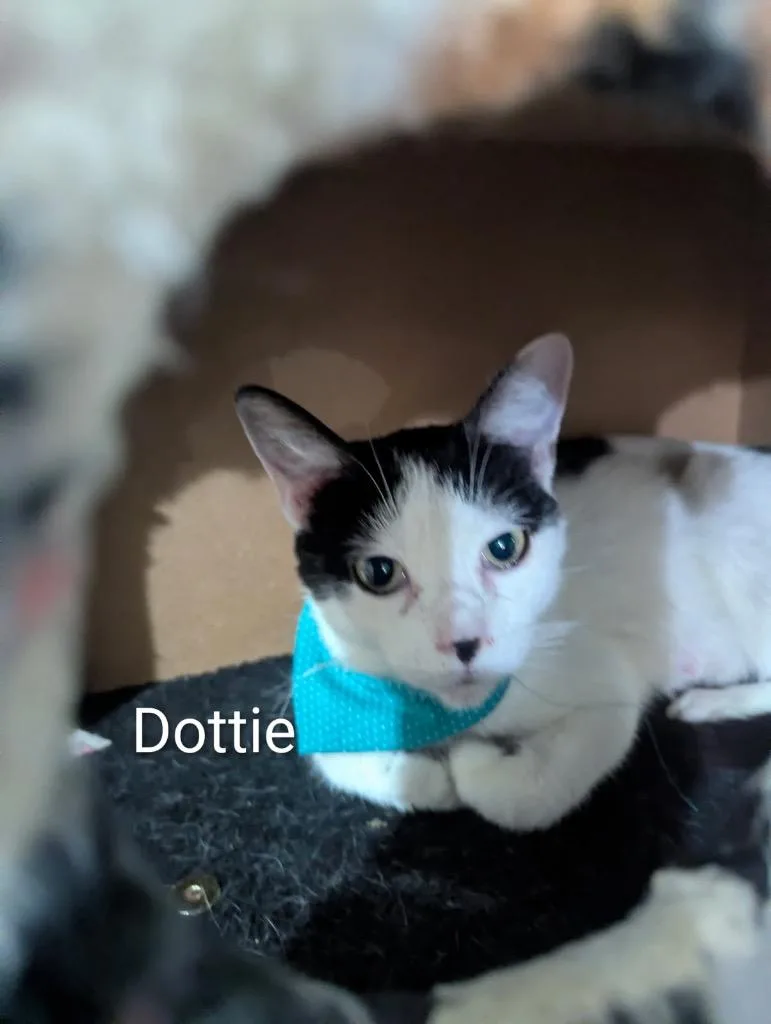 A young medium-sized female Domestic Short Hair cat named Dottie for adoption in Ogden, UT