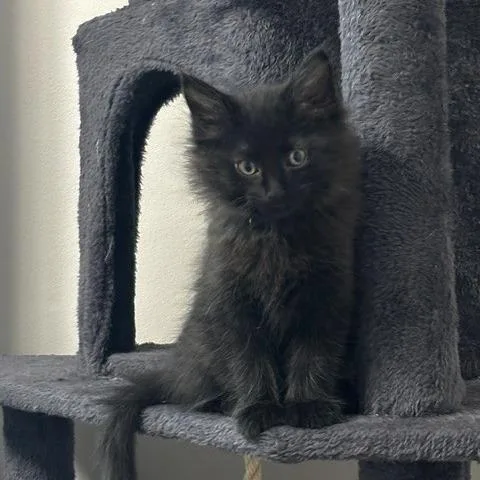Apollo