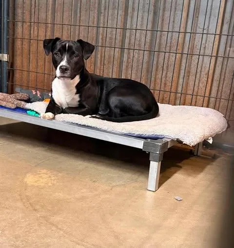 A baby small-sized male Black Pit Bull Terrier dog named Dally for adoption in TULSA, OK