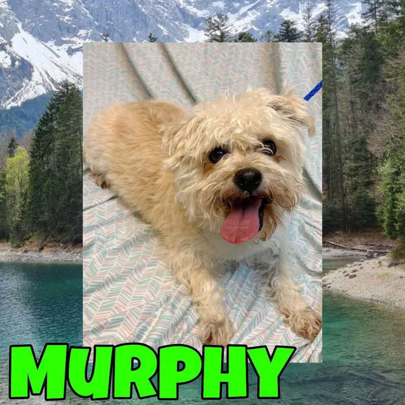 Murphy