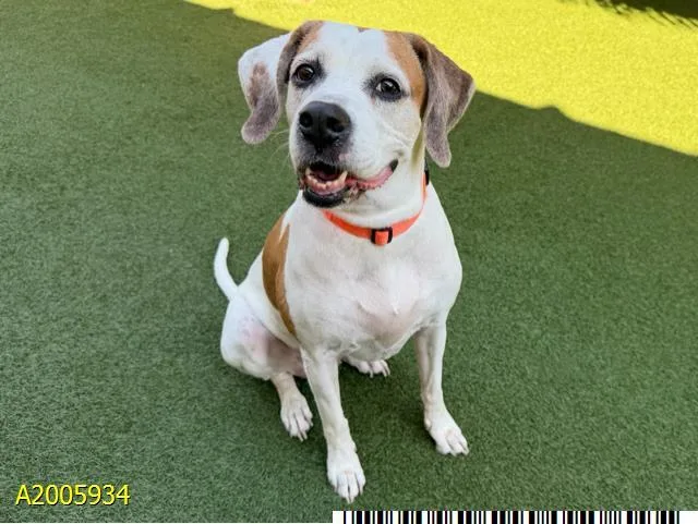 An adult large-sized female Mixed Breed dog named Ryder for adoption in West Palm Beach, FL