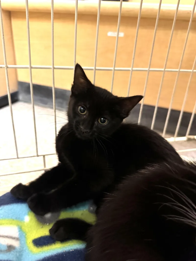 A baby medium-sized female Black Domestic Short Hair cat named Etta for adoption in Albuquerque, NM