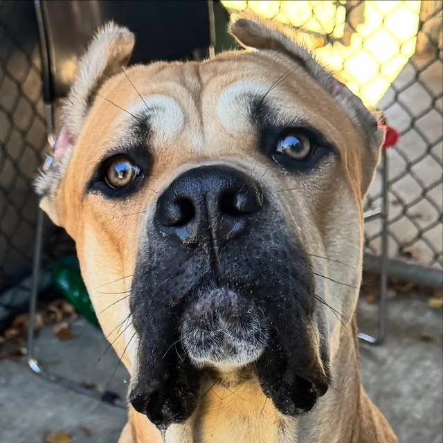 A young large-sized male Cane Corso dog named Sadler for adoption in Chicago, IL