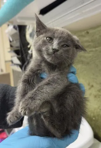 A baby small-sized male Domestic Short Hair cat named Bear for adoption in Riverside, CA