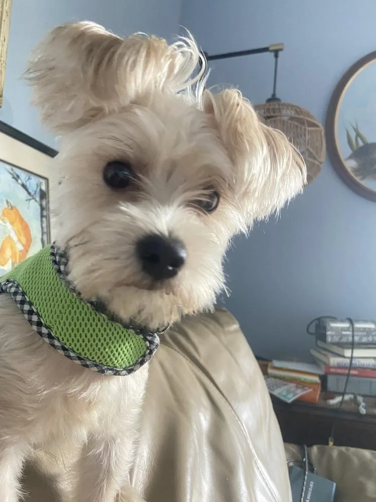 Max