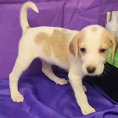 A baby small-sized male White / Cream Hound dog named Rigby for adoption in North Myrtle Beach, SC