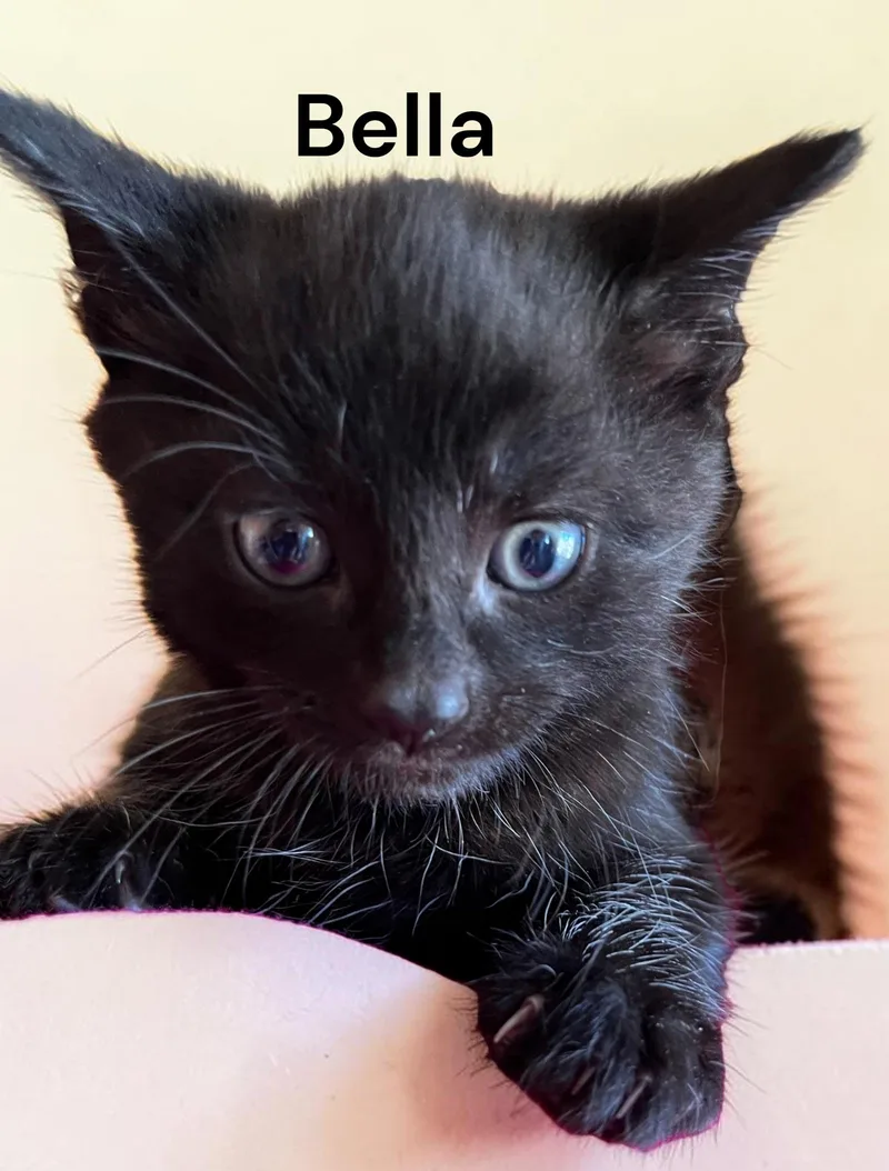 A baby medium-sized female Black Domestic Short Hair cat named Bella for adoption in Weems, VA