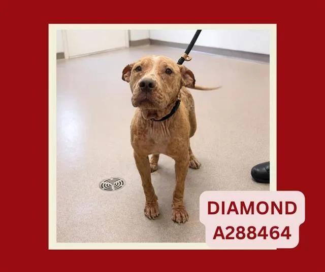 Diamond