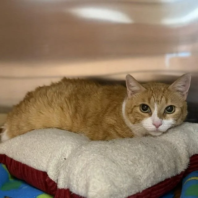 An adult large-sized female Orange / Red Domestic Short Hair cat named Harriet for adoption in Bullhead City, AZ