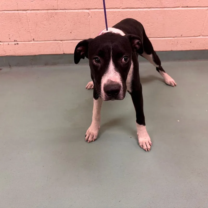 A young medium-sized female Black Mixed Breed dog named Chic for adoption in Memphis, TN