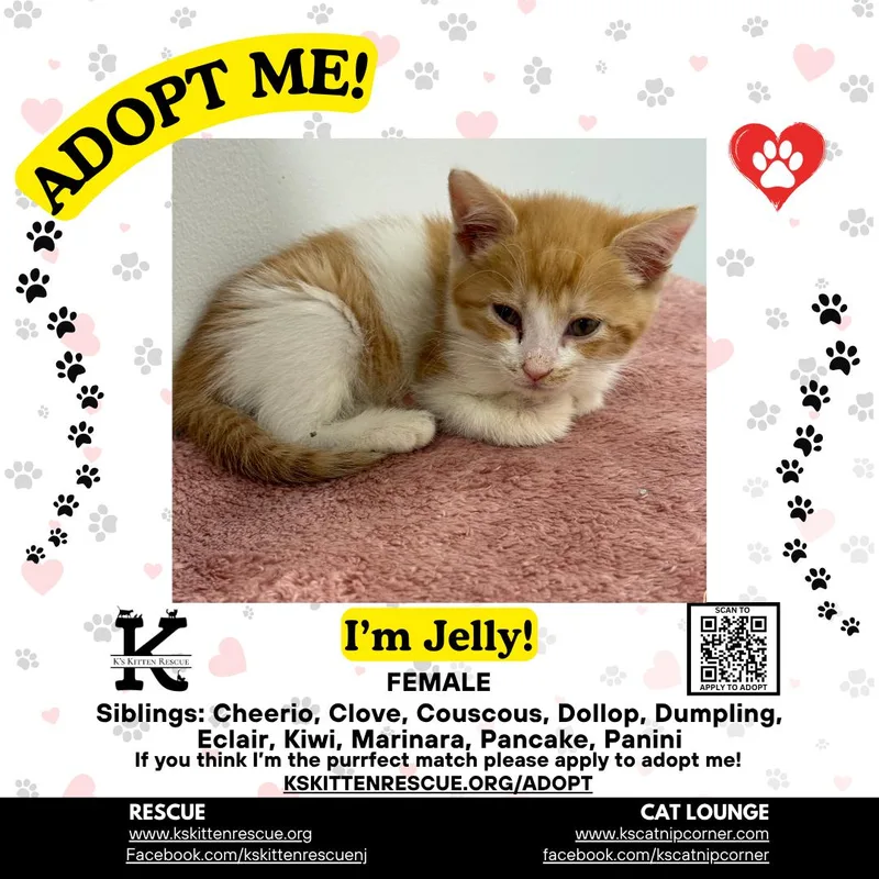 A baby medium-sized female Orange & White Domestic Short Hair cat named Jelly for adoption in Brick, NJ