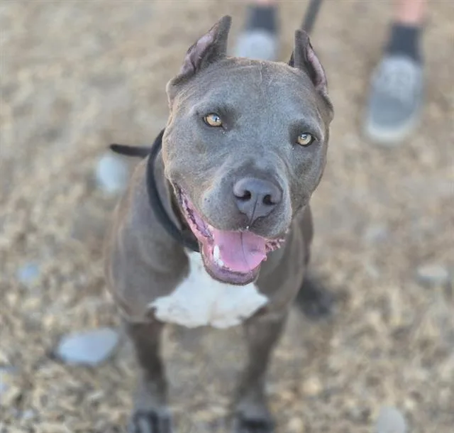 An adult medium-sized female Pit Bull Terrier dog named Karisma for adoption in Albuquerque, NM