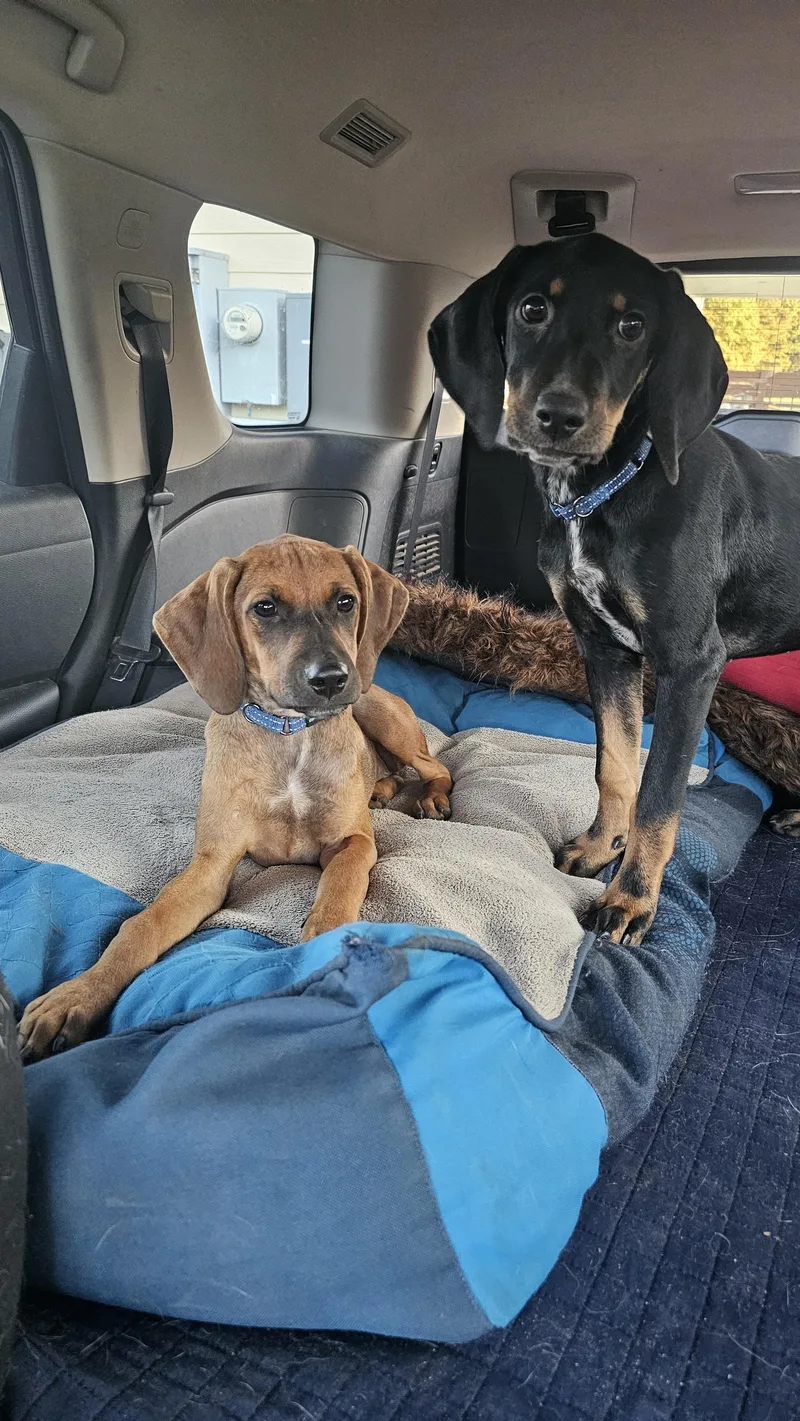 A baby medium-sized female Treeing Walker Coonhound dog named Sage for adoption in Rocky Mount, NC