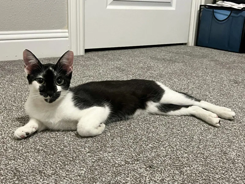 A baby medium-sized male Black & White / Tuxedo Domestic Short Hair cat named Howard for adoption in Frisco, TX
