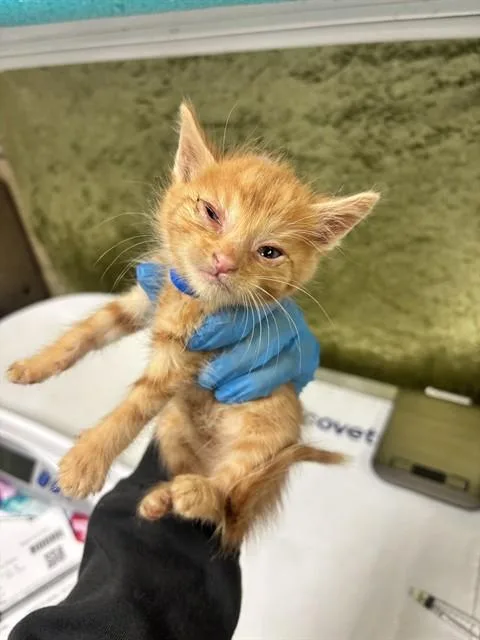 A baby small-sized male Domestic Short Hair cat named Gtr for adoption in Riverside, CA