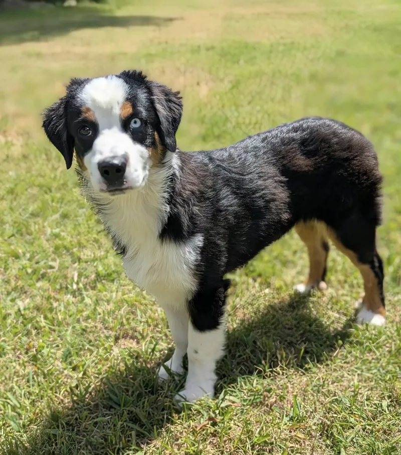 A baby medium-sized male Australian Shepherd dog named Onyx for adoption in Arlington, TX