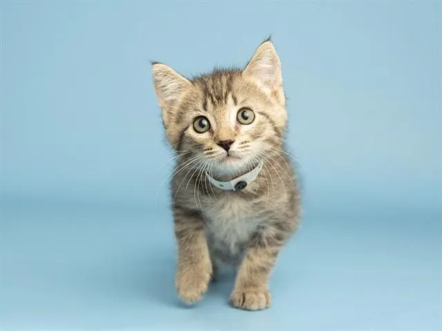 A baby small-sized male Domestic Short Hair cat named Larry for adoption in Phoenix, AZ