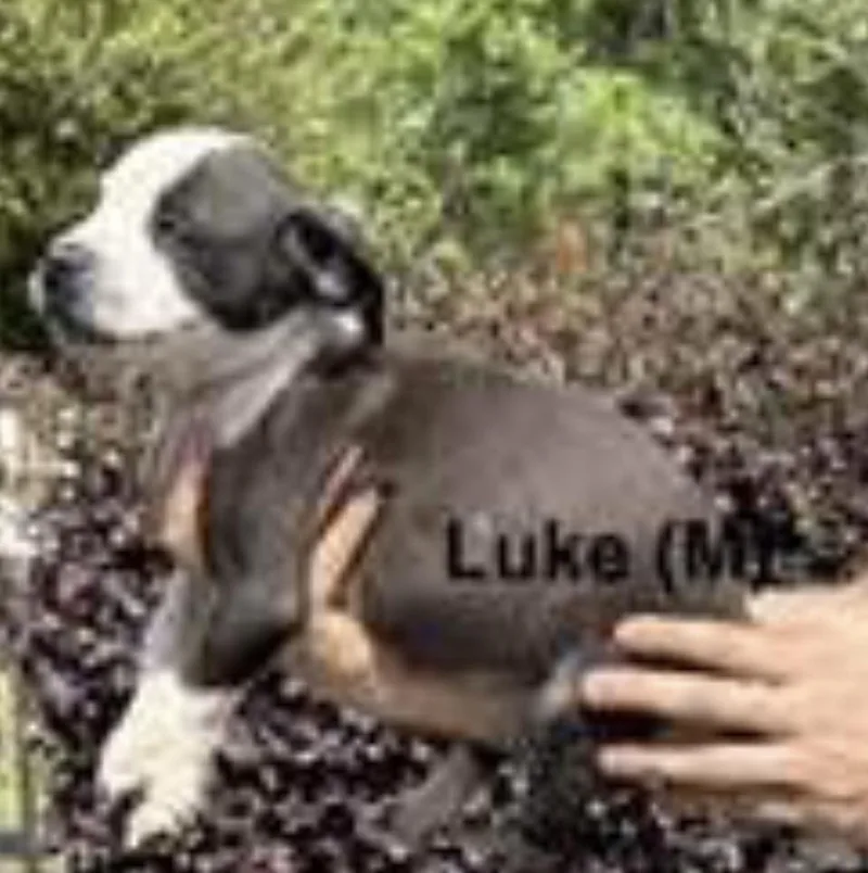 A baby medium-sized male Black Labrador Retriever dog named Luke for adoption in Parma, OH