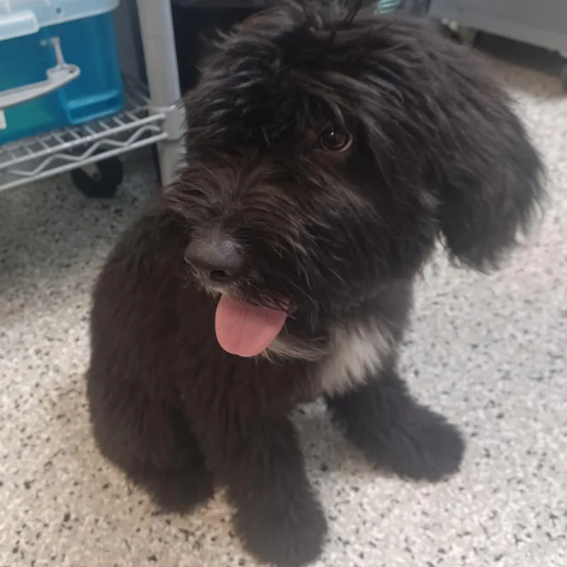 A young small-sized female Black Poodle dog named Ellie Rose for adoption in Hattiesburg, MS