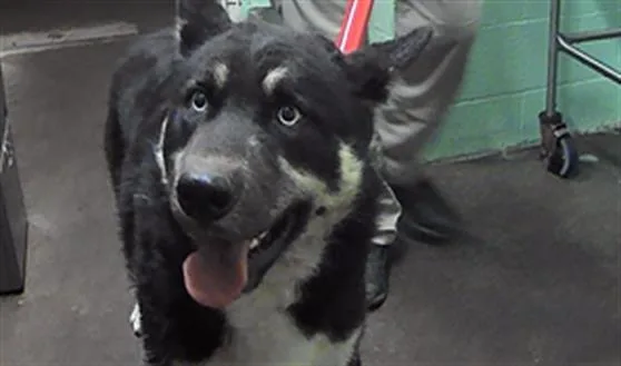 An adult large-sized male Husky dog named Mishka for adoption in Sacramento, CA