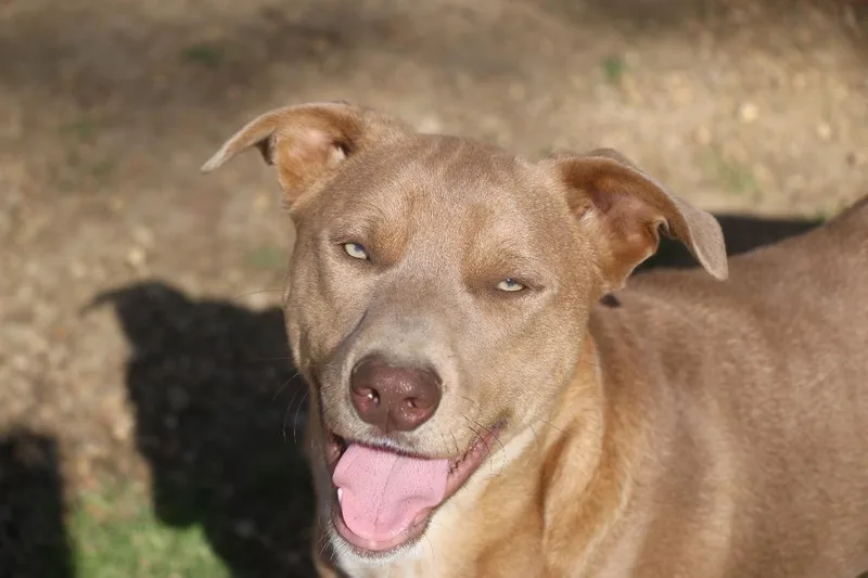 A young medium-sized male Weimaraner dog named Theodore for adoption in Brookhaven, MS