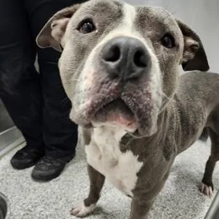 An adult large-sized male Gray / Blue / Silver American Staffordshire Terrier dog named Caspian for adoption in Converse, TX