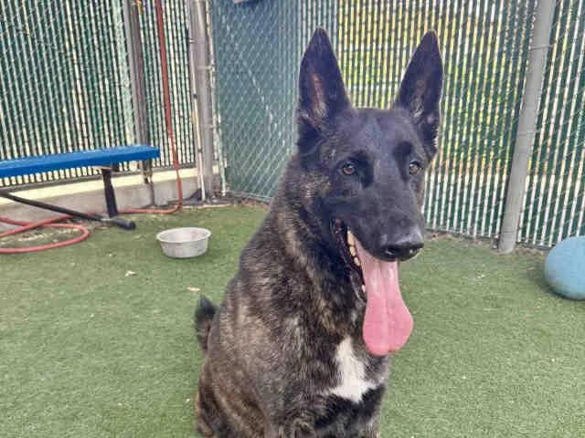 An adult medium-sized male Dutch Shepherd dog named Sid for adoption in Bonita, CA