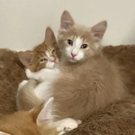 A baby medium-sized female Orange & White Domestic Long Hair cat named Romy & Annie for adoption in Bridgeport, CT