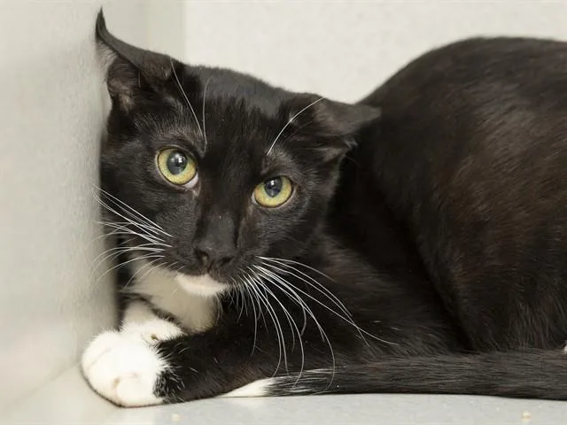 A young small-sized male Domestic Short Hair cat named Joe for adoption in Phoenix, AZ