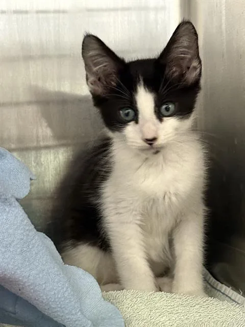 A baby small-sized female Domestic Short Hair cat named Tahiti for adoption in Fremont, CA