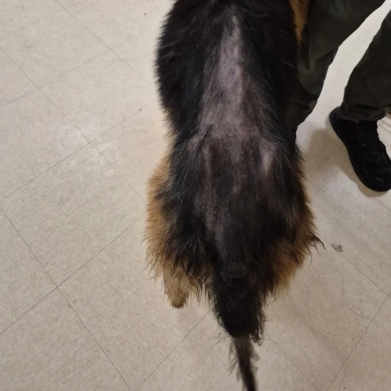 A senior large-sized male Black German Shepherd Dog dog named Aslan for adoption in Lake Panasoffkee, FL