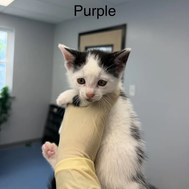 A baby small-sized male White Domestic Short Hair cat named Zz for adoption in Watertown, NY