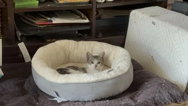 An adult medium-sized male American Shorthair cat named Rhodey for adoption in Maitland, FL