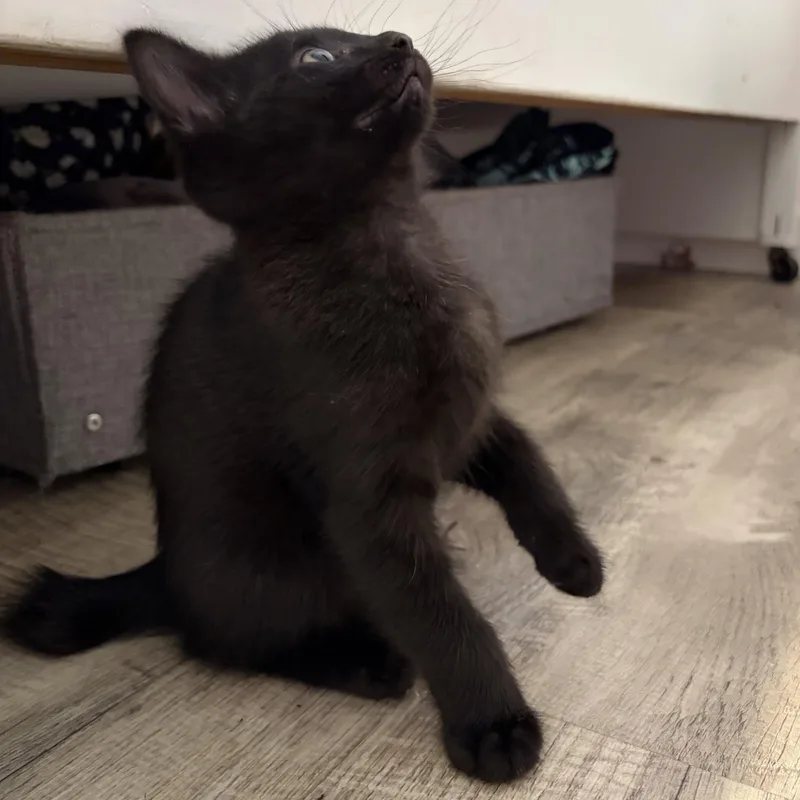 Bo