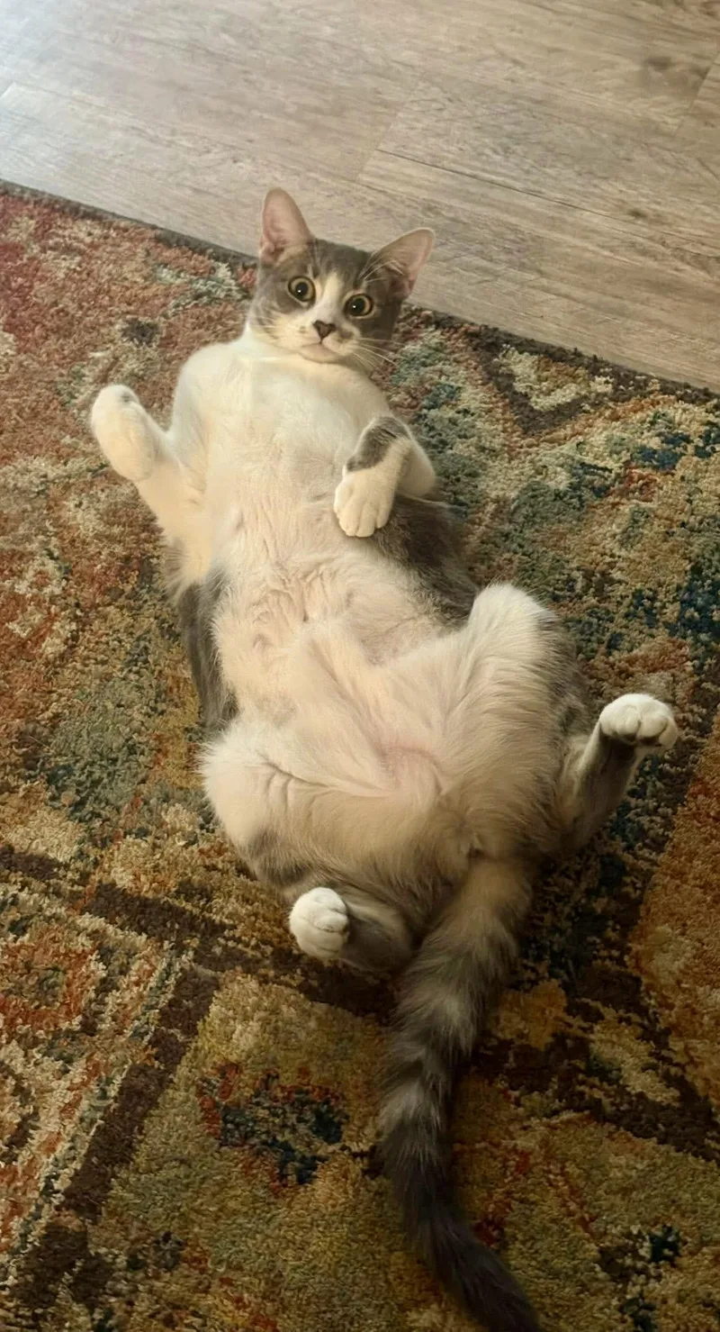 Yew  She's Ready thumbnail 3