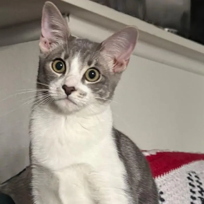 Yew  She's Ready thumbnail 5