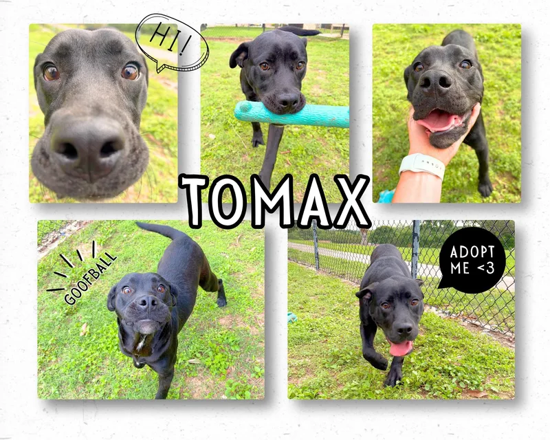 A young medium-sized male Black Labrador Retriever dog named Tomax for adoption in Universal City, TX
