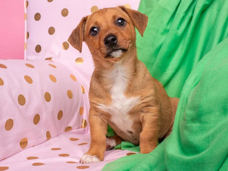 A baby small-sized male Dachshund dog named Candy: Bit O Honey for adoption in Palo Alto, CA