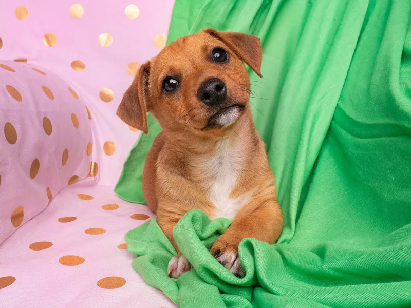 Candy: Bit O Honey thumbnail 2