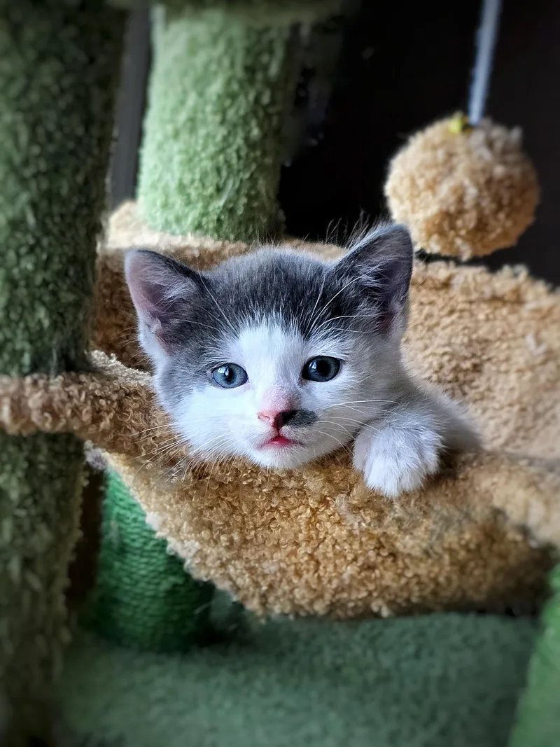 A baby small-sized female Domestic Short Hair cat named Quaffle for adoption in BREINIGSVILLE, PA