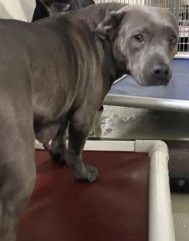 A young medium-sized female Pit Bull Terrier dog named Sierra for adoption in Bakersfield, CA