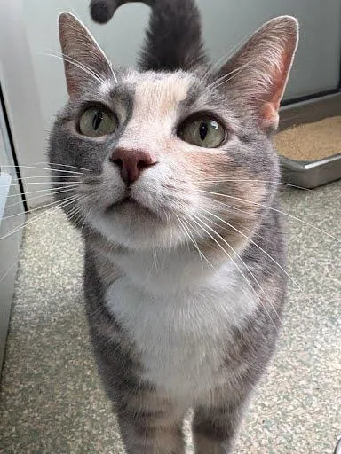 Mimi