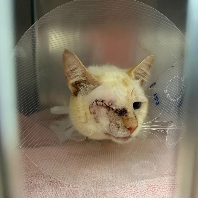 A young medium-sized female Flame Point Domestic Short Hair cat named June for adoption in Bryan, TX