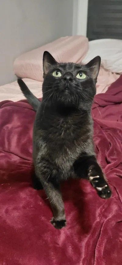 A young medium-sized female Black Domestic Short Hair cat named Momma Bear for adoption in Mokena, IL