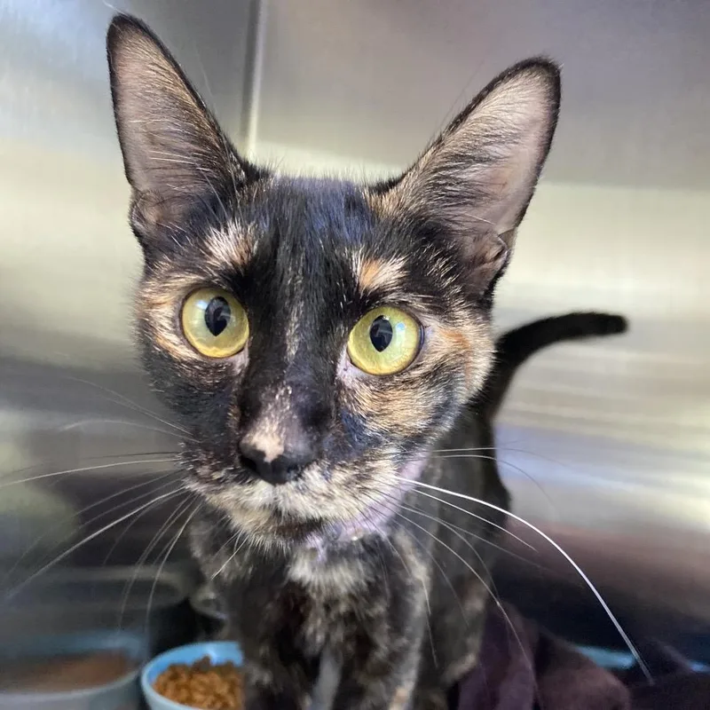 An adult medium-sized female Domestic Short Hair cat named Frilly Lace for adoption in Greensboro, NC