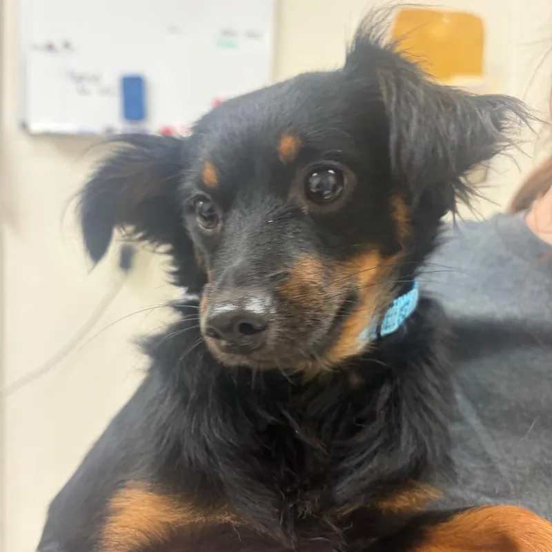 A young small-sized female Black Mixed Breed dog named Kong for adoption in Pekin, IL