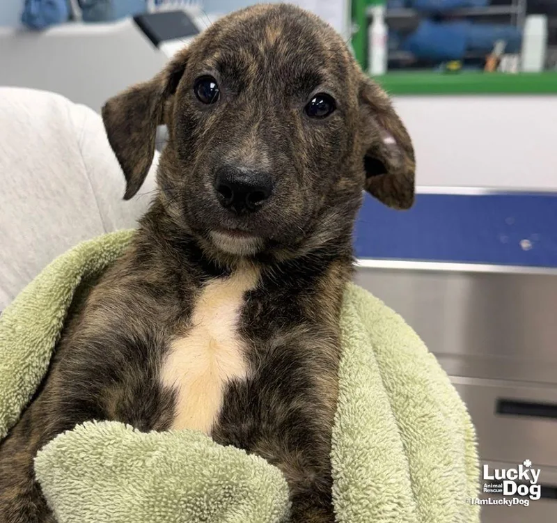 A baby large-sized male Labrador Retriever dog named Elija for adoption in Washington, DC