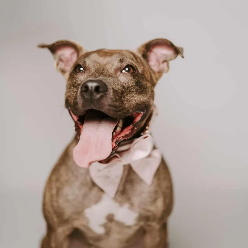 An adult medium-sized female Brindle American Staffordshire Terrier dog named Poppy for adoption in Humble, TX