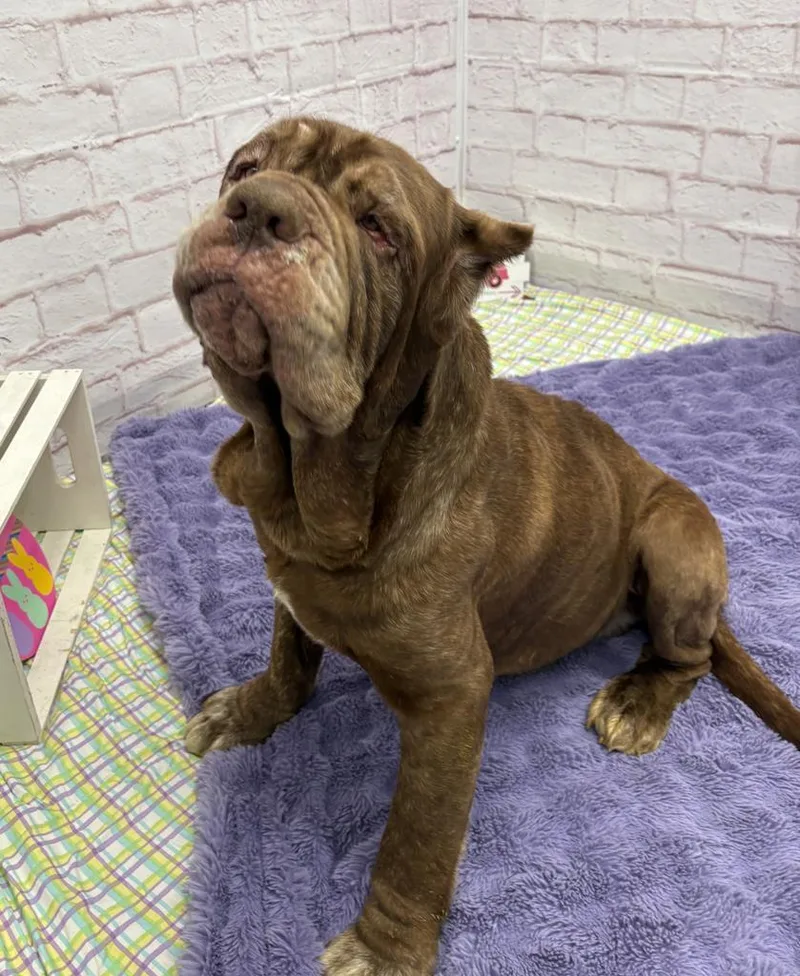 A senior extra large-sized male Neapolitan Mastiff dog named Patty Melt for adoption in Warren, MI