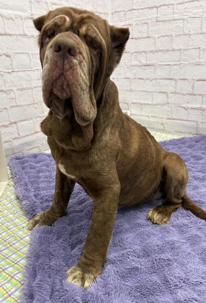 Patty Melt thumbnail 2